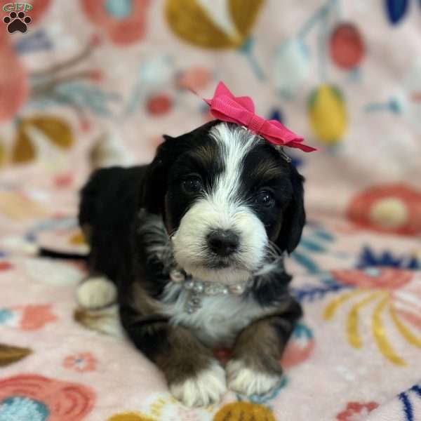 Merritt, Mini Bernedoodle Puppy